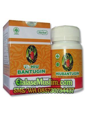 HIU BANTUGIN (Herba Batu Ginjal) Herbal Indo Utama